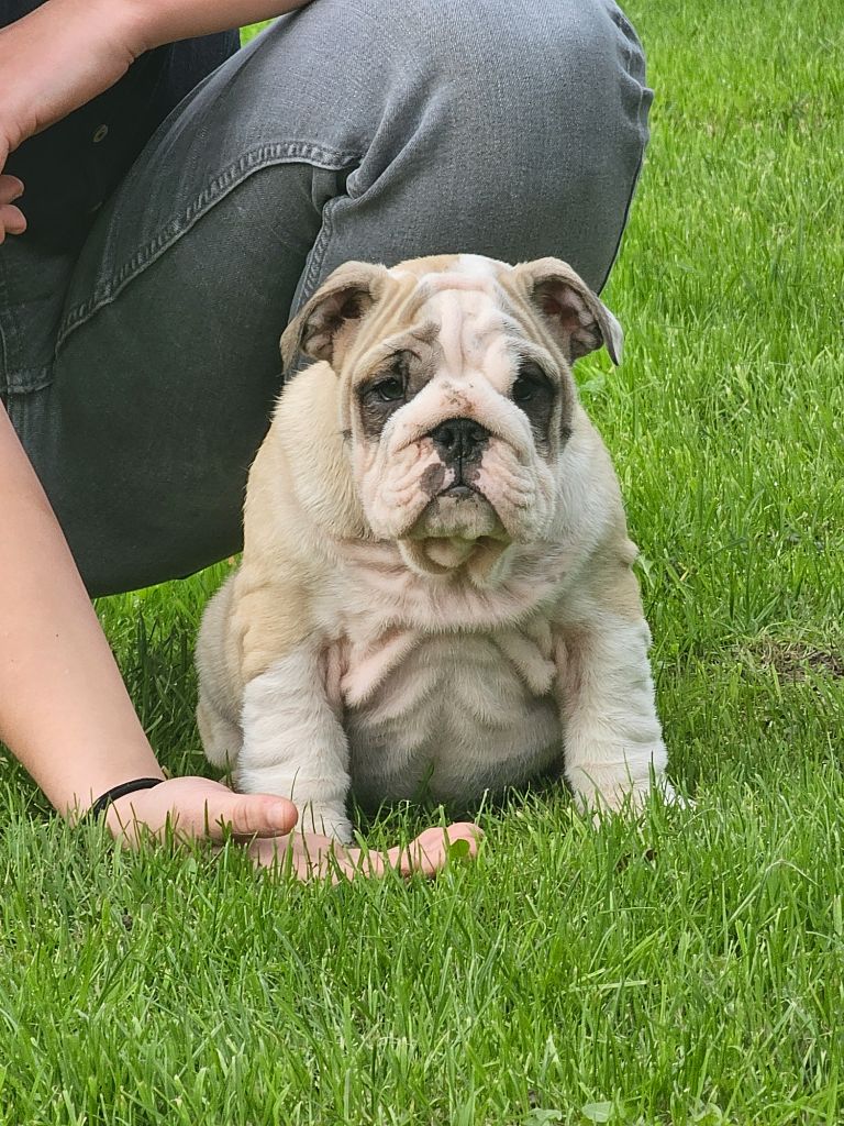 du domaine des vents d'ouest - Chiot disponible  - Bulldog Anglais