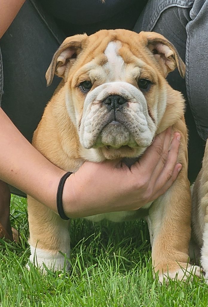 du domaine des vents d'ouest - Chiot disponible  - Bulldog Anglais